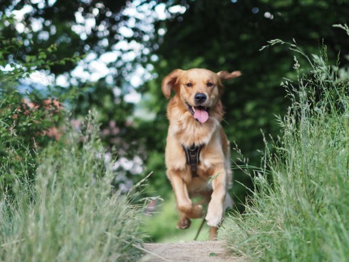 Hund in Action 2