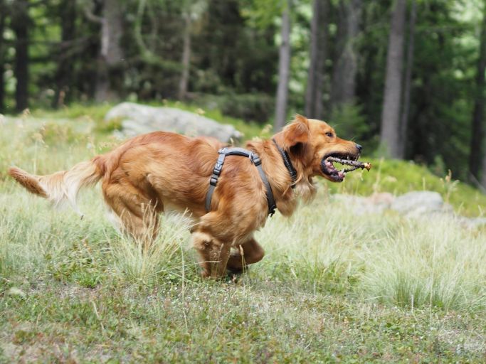 Hund in Action 1