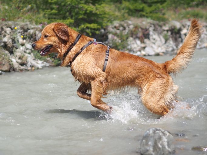 Hund in Action 4