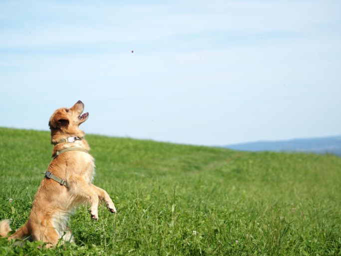 Hund in Action 3