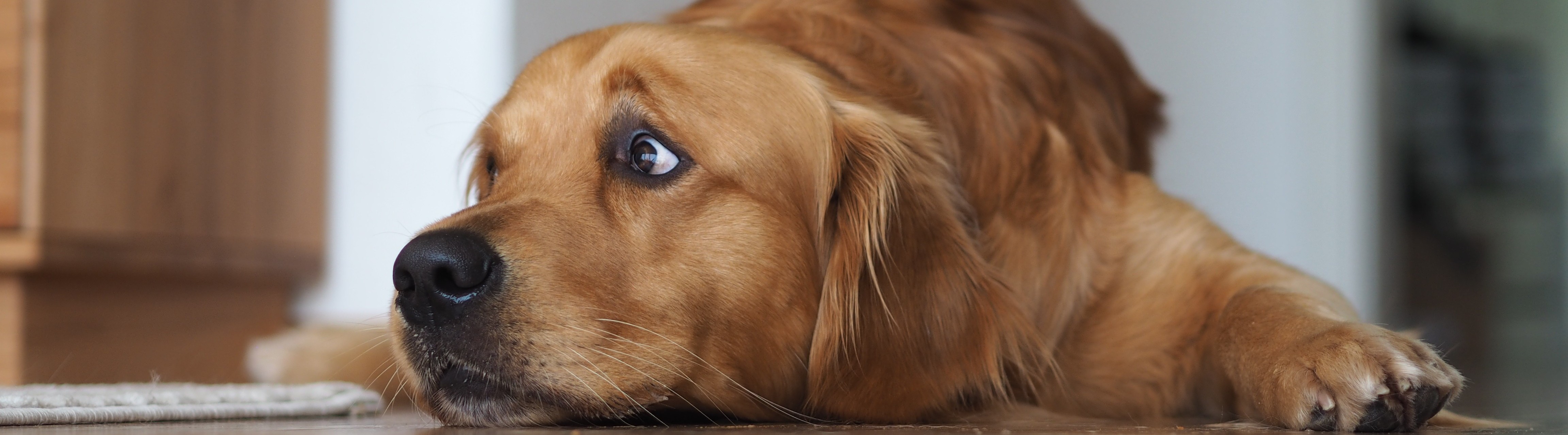Mein Hund