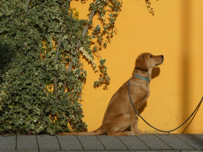 Hund draußen 1