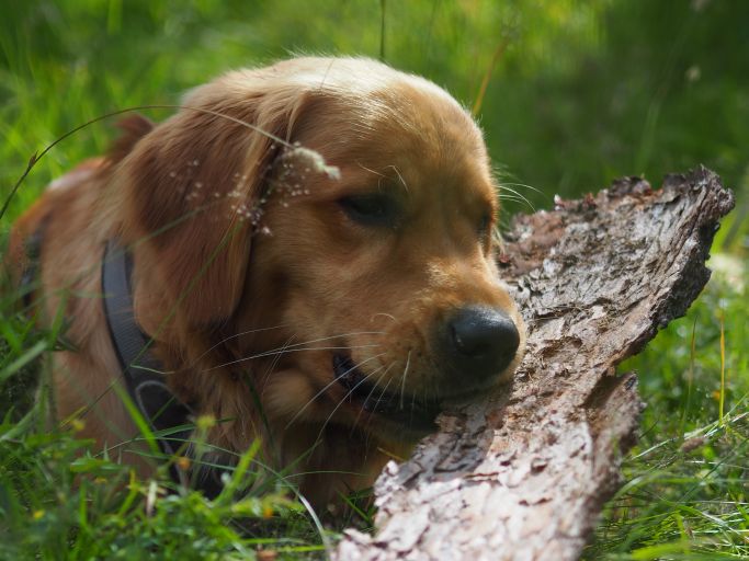 Hund draußen 2