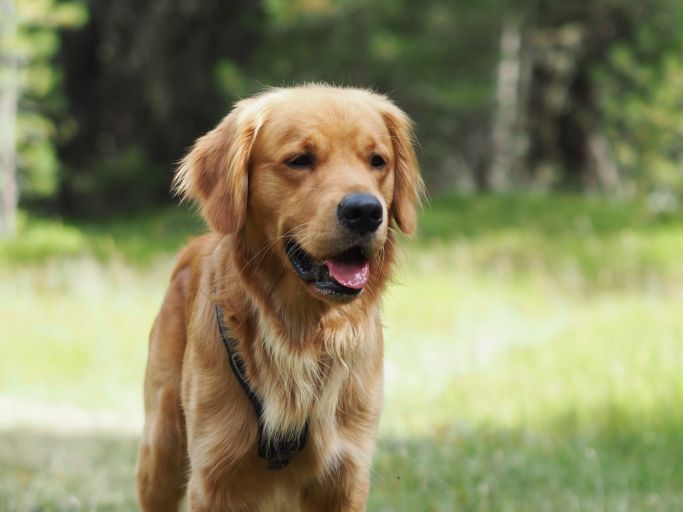 Hund draußen 3
