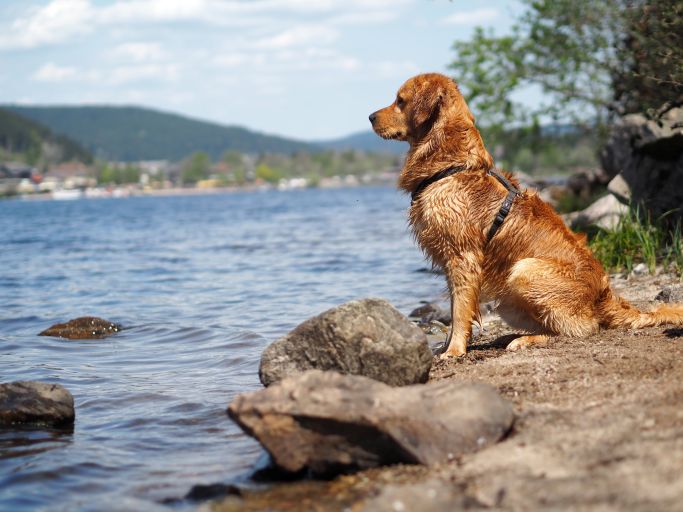 Hund draußen 4
