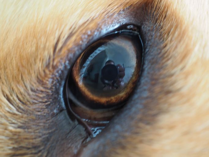 Entspannter Hund 2