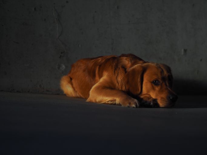 Entspannter Hund 1