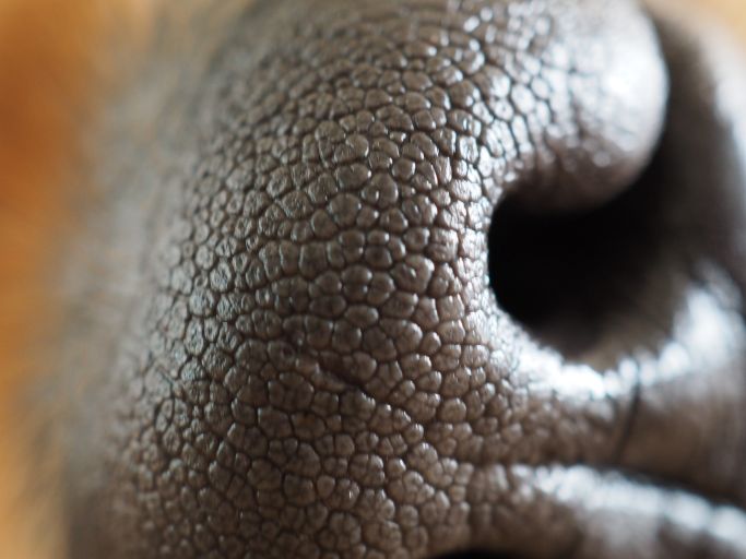 Entspannter Hund 3