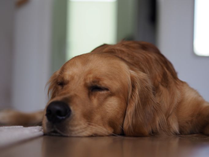 Entspannter Hund 4