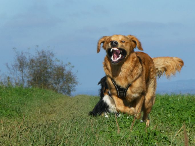 Lustiger Hund 2