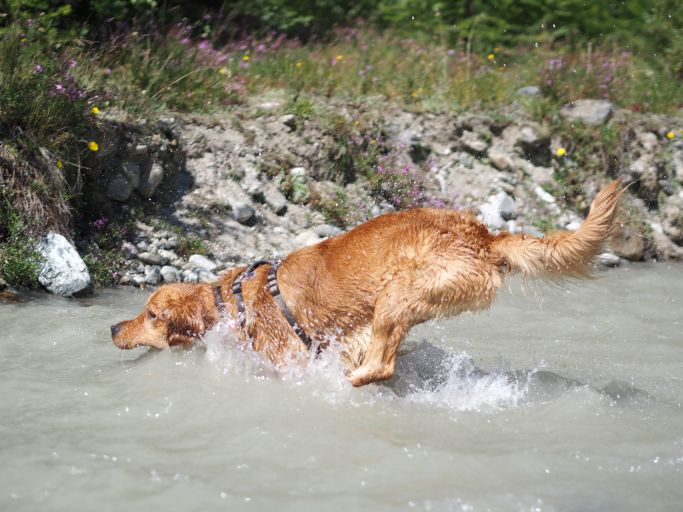 Lustiger Hund 3