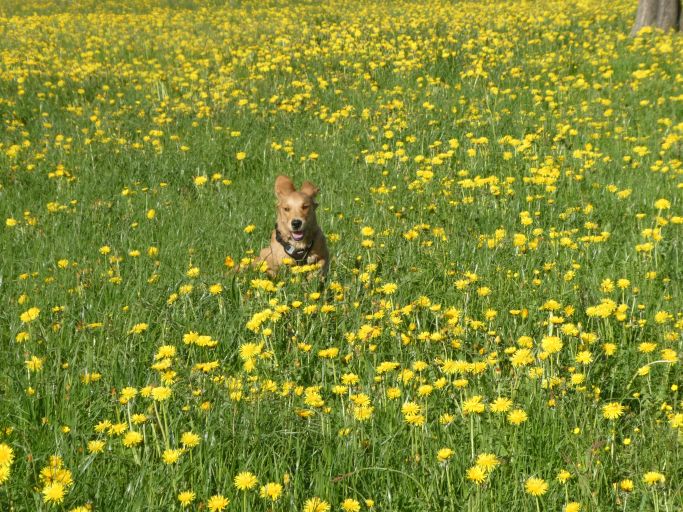 Lustiger Hund 4