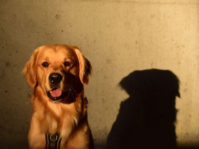 Hundeportrait 1