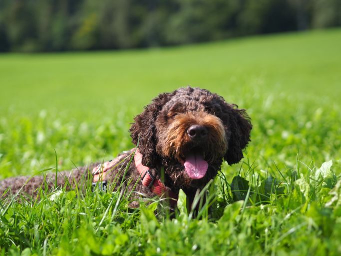 Hundeportrait 2