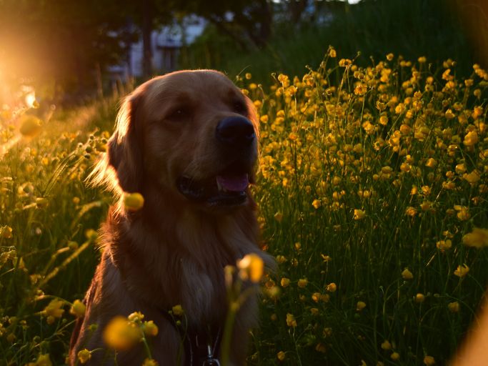 Hundeportrait 3