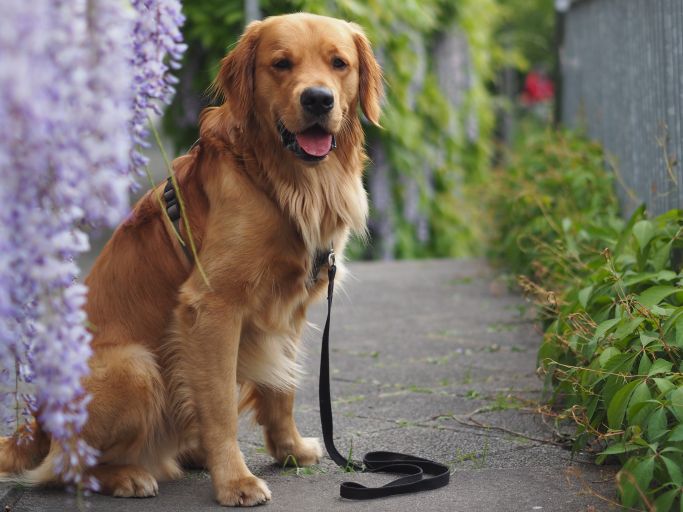 Hundeportrait 4